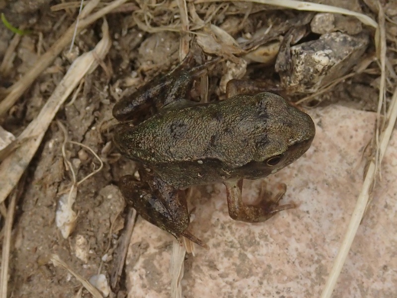 Rospetto intraprendente? - Rana temporaria juv.